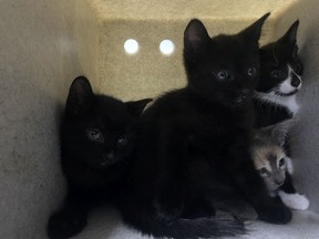 A mother and her four kittens were abandoned outside a pet store and transported by Ottawa By-law to the Ottawa Humane Society Friday.
