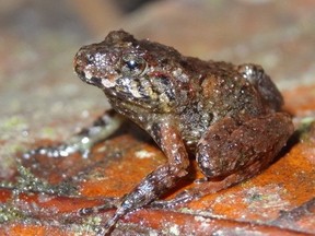 A Miles' Robber Frog is seen in an undated handout photo. The frog is a Lazarus species, formally declared extinct, but rediscovered in Honduras in 2008. A study shows a less colourful and quieter world with the possible loss of more than 500 species that haven't been seen in over 50 years.