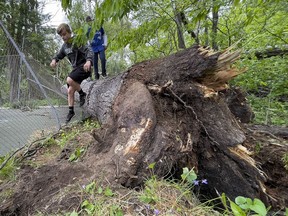 OTTAWA -- Kids explore amongst fallen trees in the Pine Glen neighbourhood on Tuesday, May. 24, 2022