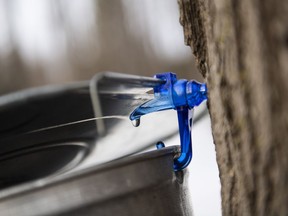 A drop of maple water drips out of a spile from a tree that was just tapped at the Vanier Museopark sugar bush in Ottawa on Saturday, March 13, 2021.