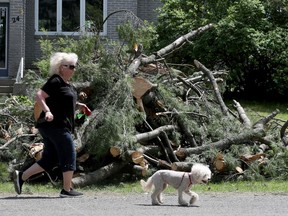 OTTAWA - May 25 2022 -  Home owners and crews clean up the mess from last Saturday's wind storm on Pineglen Crescent in Ottawa Wednesday. A woman walks her dog Wednesday on Pineglen Crescent. TONY CALDWELL, Postmedia.