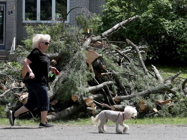 OTTAWA - May 25 2022 -  Home owners and crews clean up the mess from last Saturday's wind storm on Pineglen Crescent in Ottawa Wednesday. A woman walks her dog Wednesday on Pineglen Crescent. TONY CALDWELL, Postmedia.