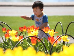 A small boy takes in the tulips near Dow's Lake