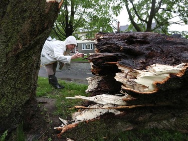 A powerful storm rolled through Ottawa Saturday, downing trees and flooding streets. Agata Hawrylak took a photo of a fallen tree on Weston Drive after the storm.