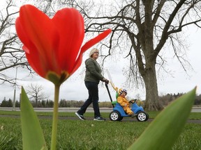 OTTAWA - May 3, 2022 -  Eva Zmitrowicz walks her grand daughter past some newly bloomed tulips near Dow's Lake in Ottawa in May.  TONY CALDWELL, Postmedia.