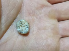The molar attributed to a young female individual of the extinct human species called the Denisovans, found in cave Tam Ngu Hao 2 in northeastern Laos, is seen in 2018 in the hand of paleoanthropologist Fabrice Demeter in this handout picture.