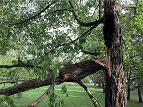 A tree appears to have been scorched by lightning in Windsor Park on Saturday, May 21, 2022.