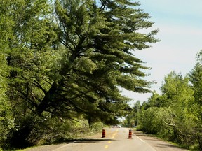 A tree leans precariously across a country road off Bank Street Monday - a danger to oncoming traffic.