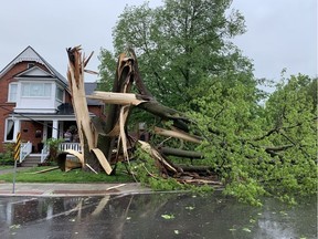 A huge tree came down in the storm on Saturday afternoon in the front yard of a house on Belmont Avenue near Bellwood Avenue in Old Ottawa South.