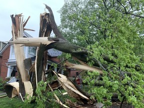 Un gran árbol cayó durante una tormenta el sábado por la tarde en el patio delantero de una casa en Belmont Avenue, cerca de Belwood Avenue, en el sur de South Ottawa.