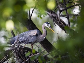 A heron searches for food along the western shoreline of the Rideau River at Strathcona Park, south of the Adàwe Crossing Bridge, on Tuesday, May. 31, 2022