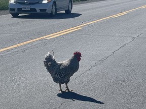 Roadie, a rooster that was abandoned near Pakenham and later rescued.