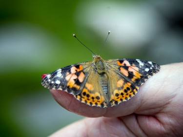 A butterfly posed on the hand of Micheline Lepage, board member with BFO.