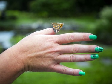 A butterfly paused on the hand of Boileau for a moment before it was ready to fly off.