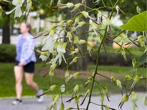 OTTAWA — Enjoy the morning Thursday as thunderstorms may be in store by afternoon. A woman walks past yellow-wood flowers in Major’s Hill Park, which only bloom heavily every 2-3 years, on Monday, Jun. 13, 2022