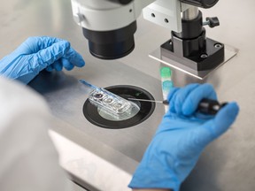 A technician using a microscope does a control check during the in vitro fertilization process.