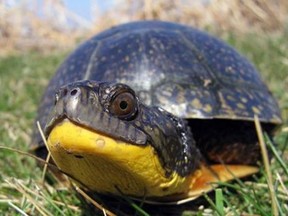 A Blanding's turtle.