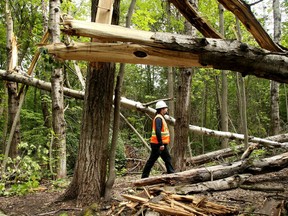 With thousands of trees toppled like dominoes during the storm three weeks ago in Ottawa, Conroy Pit is almost unrecognizable in parts now. Entire forest canopies are gone and it remains unsafe to walk through until the NCC can clean up, says NCC contract management officer Marc-Antoine Poitras.
Julie Oliver/Postmedia