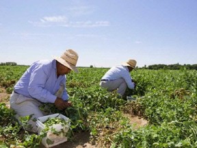 Approximately 50,000 temporary foreign workers come to Canada every year to work in agriculture and the food industry.