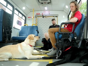 Apprentice trainer Danny Meaney (left) and Sam Ollson take their dogs for a spin on a OC Para Transpo bus as part of their assistance dog training at the Canadian Guide Dogs for the Blind National Training Centre in Manotick Wednesday.
Julie Oliver/Postmedia