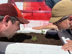 Will McBane, left, of Full Cycle and Dennis Van Staalduinen of the Wellington West BIA examine the replacement plants for Full Cycle's stolen herb garden.