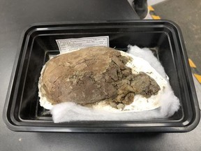 A fossilized soft-shelled turtle specimen discovered near Grasslands National Park in Saskatchewan has been identified as a new species by researchers, named Tokaryk's smooth turtle after former Royal Saskatchewan Museum curator Tim Tokaryk.
