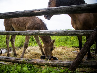 Madahòkì Farm's rare Ojibwe Spirit Horses, including a new foal, were out in the fields Tuesday.