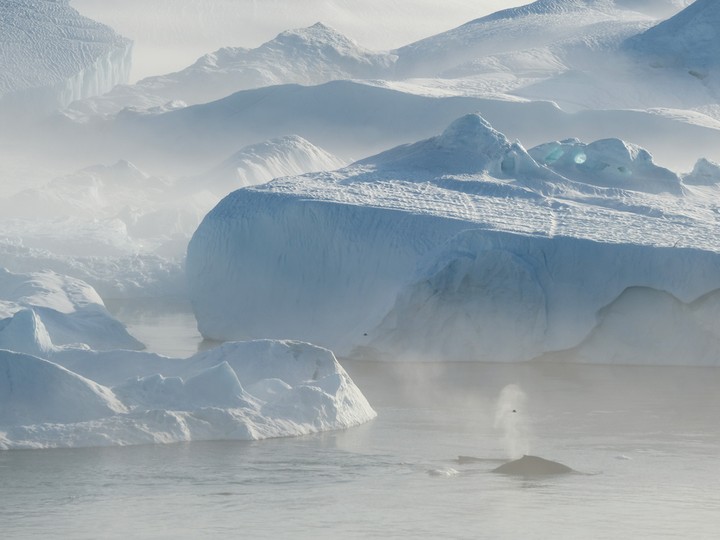  Whales swim among icebergs jammed into the Ilulissat Icefjord during a week of unseasonably warm weather on August 3, 2019 in Greenland. The Sahara heat wave that sent temperatures to record levels in parts of Europe also reached Greenland. Climate change is having a profound effect in Greenland, where over the last several decades summers have become longer and the rate that glaciers and the Greenland ice cap are retreating has accelerated.