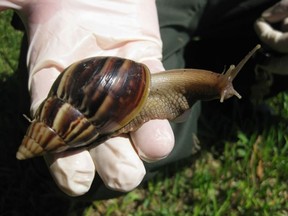 This handout image provided February 6, 2012 by the Florida Department of Agriculture Division of Plant Industry taken September 9, 2011, shows a Giant Africa Land Snail. The snails, which were once thought to be eradicated from South Florida, have returned to the Coral Gables area of Miami-Dade County. The Giant African land snail is one of the most damaging snails in the world because they consume at least 500 different types of plants, can cause structural damage to plaster and stucco on houses, and can carry a parasitic worm that can lead to meningitis in humans.