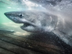 Researchers have seen great white sharks earlier this year off Cape Cod and Nantucket, thanks to the lure of a growing population of seals, a delicious meal for them.