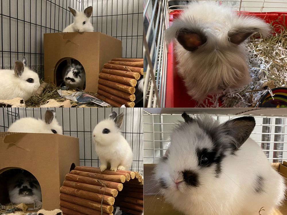 Humane society, already brimming with bunnies, takes in seven more