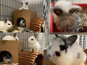 The Ottawa Humane Society have taken in seven abandoned bunnies found on the shared yard of an apartment building near McEwan Avenue in Ambleside.