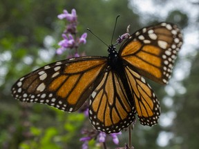 (FILES) The migratory monarch butterfly (Danaus plexippus plexippus), known for its spectacular annual journey of up to 4,000 kilometres across the Americas, has entered the IUCN (International Union for Conservation of Nature) Red List of Threatened Species as Endangered, threatened by habitat destruction and climate change, AFP reports on July 21, 2022.