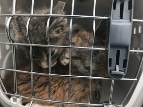 One of three kittens abandoned in carrier on Canada Day has since died.