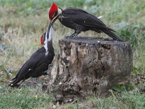 Every entry to the BioBlitz counts, whether its a pileated woodpecker like this one who was feeding  a youngster breakfast, or a photo of garlic mustard, an invasive species.

TONY CALDWELL, Postmedia.