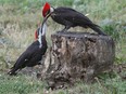 Every entry to the BioBlitz counts, whether its a pileated woodpecker like this one who was feeding  a youngster breakfast, or a photo of garlic mustard, an invasive species.

TONY CALDWELL, Postmedia.