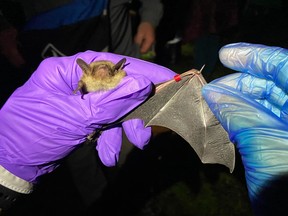 A juvenile bat.  Bats can forage up to 30 km from their home each night, consuming up to their own weight in insects.