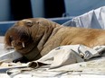 Freya that attracted crowds while basking in the sun of the Oslo fjord was euthanised, Norway officials said on Sunday, August 14, 2022.