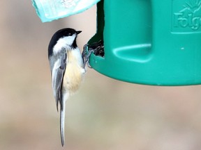 Files: A chickadee gathers seeds at a bird feeder