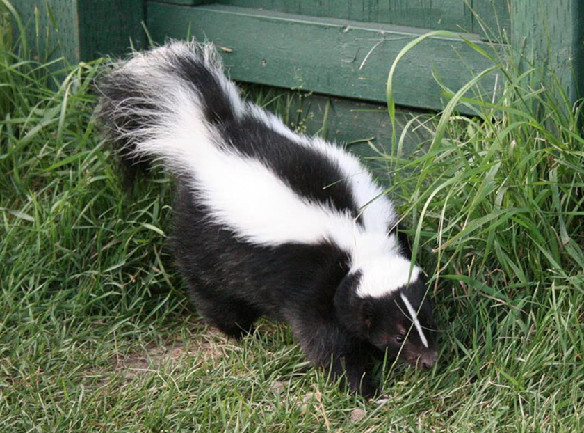 Boswell: Why I’m glad I rescued a jar-head skunk | Ottawa Citizen