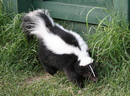 What a skunk without a jar on its head looks like.