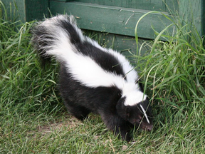 What a skunk without a jar on its head looks like.