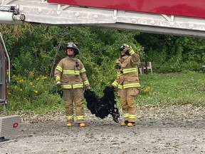 Firefighters were called to rescue a female bear and her cubs in the Chelsea area Tuesday. The female bear was tranquilized and moved while a ladder truck from Gatineau was used to bring down the cubs.