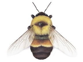 In 2012, the rusty-patched bumblebee became the first native bee in Canada to be designated as endangered.