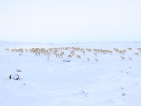 Handout photo for the documentary film Herd: Inuit Voices on Caribou, showing the dwindling herd of caribou in Labrador in 2018. Photo by David Borish, supplied by David Borish.