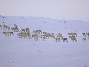 Handout photo for the documentary film Herd: Inuit Voices on Caribou, showing the dwindling herd of caribou in Labrador in 2018. Photo by David Borish, supplied by David Borish.
