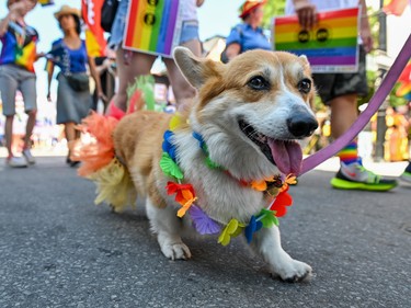 A corgi dog makes its up way up Elgin Street during the 2022 Capital Pride Parade in Ottawa on Sunday, Aug. 28, 2022.