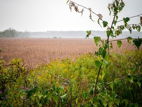 The view from the corner of Farmers Way and Thunder Road in Ottawa on Sunday, Sept. 18, 2022. Mayoral candidate Bob Chiarelli, in a letter to Minister of Municipal Affairs and Housing Steve Clark, said developing the Tewin site would create an "unreasonable delay" in building new housing.