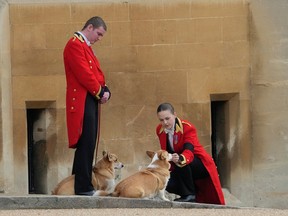 Two of the Queen's Corgi dogs await the arrival of the coffin of Queen Elizabeth II at Windsor Castle on Sept. 19. She was particularly fond of this breed.