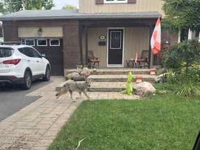 A coyote trots across a lawn on Marcel Street on Aug. 22, 2022.